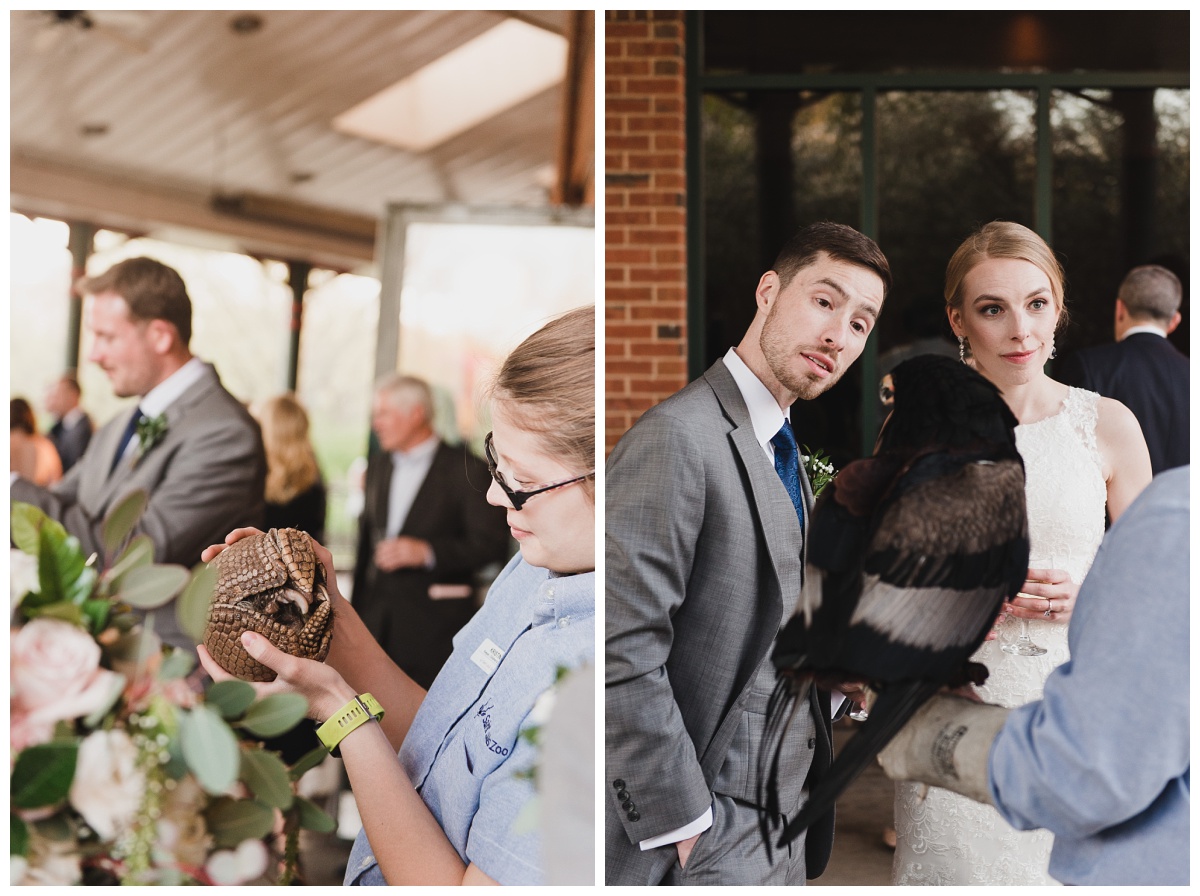 armadillo animal greeter for wedding guests at the St. Louis Zoo, left | Bateleur eagle greeting bride and groom | wedding photography by Sandra Grunzinger Photography
