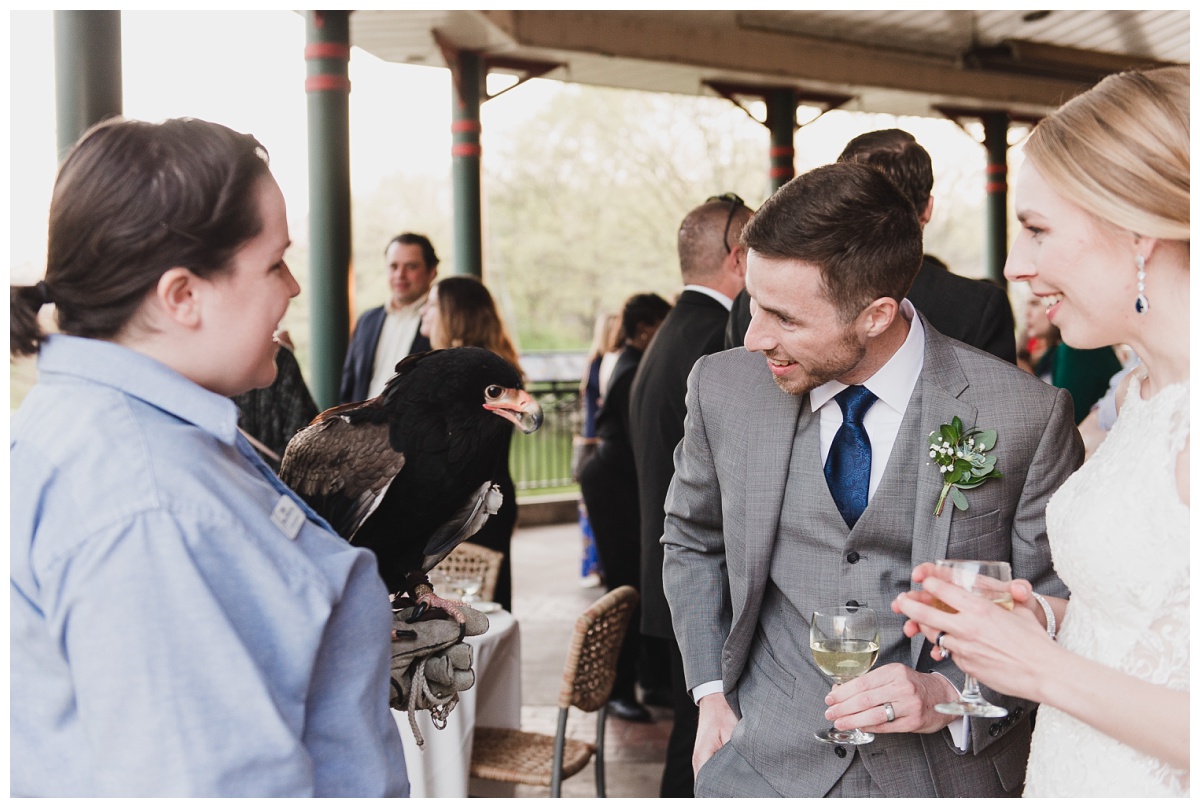 Bateleur eagle greeting bride and groom at St. Louis Zoo wedding reception | wedding photography by Sandra Grunzinger Photography